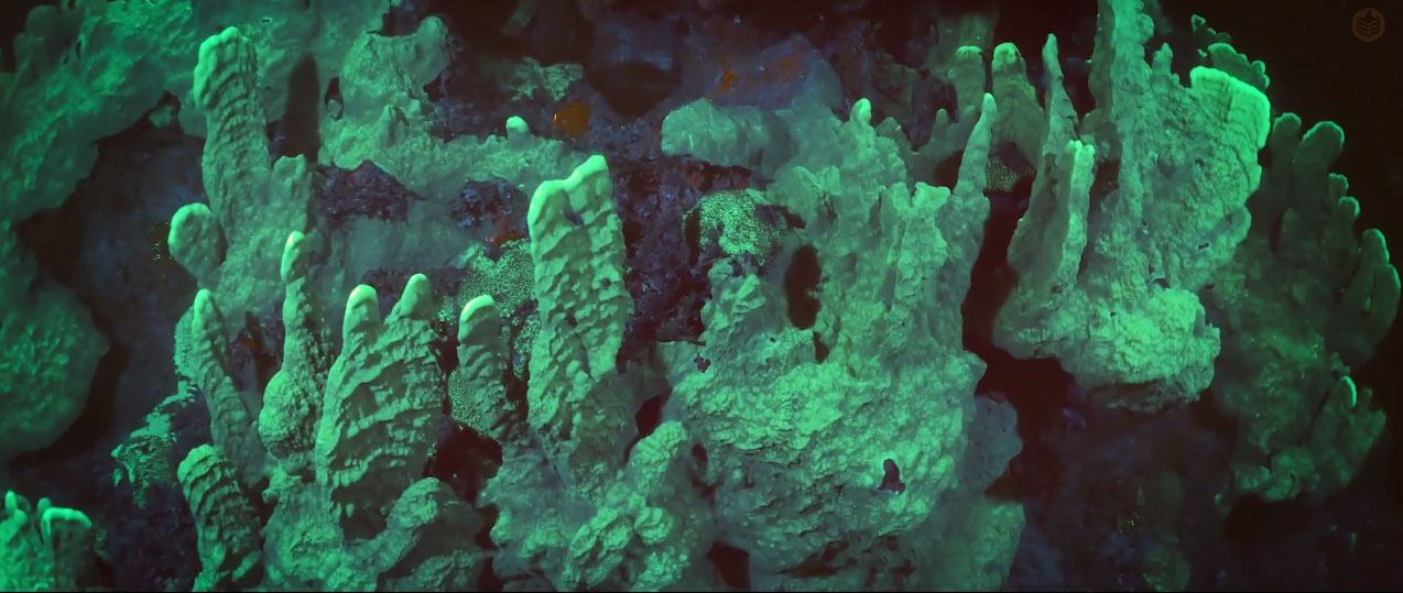 Cara-Kerr has shared fluorescent dive footage before, but the scale of the shots in this film are jarringly impressive.