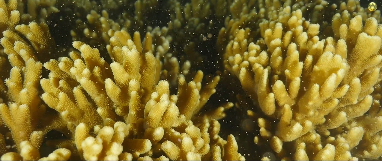 Coral spawning is the reason Reef Patrol and SECORE were on location.