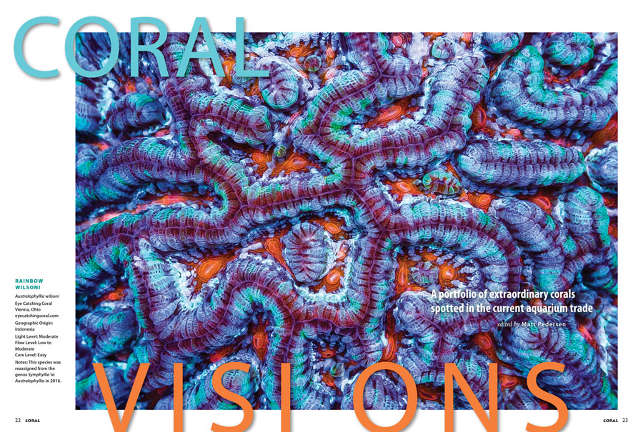 A Rainbow Wilsoni from Indonesia, shared by Eye Catching Corals of Vienna, Ohio, graces the opening spread of our CORAL VISIONS column. Turn the pages of your new issue to catch a glimpse of some of the hottest corals in the market right now, and see more even more that didn't make the final cut in our online bonus for the issue.