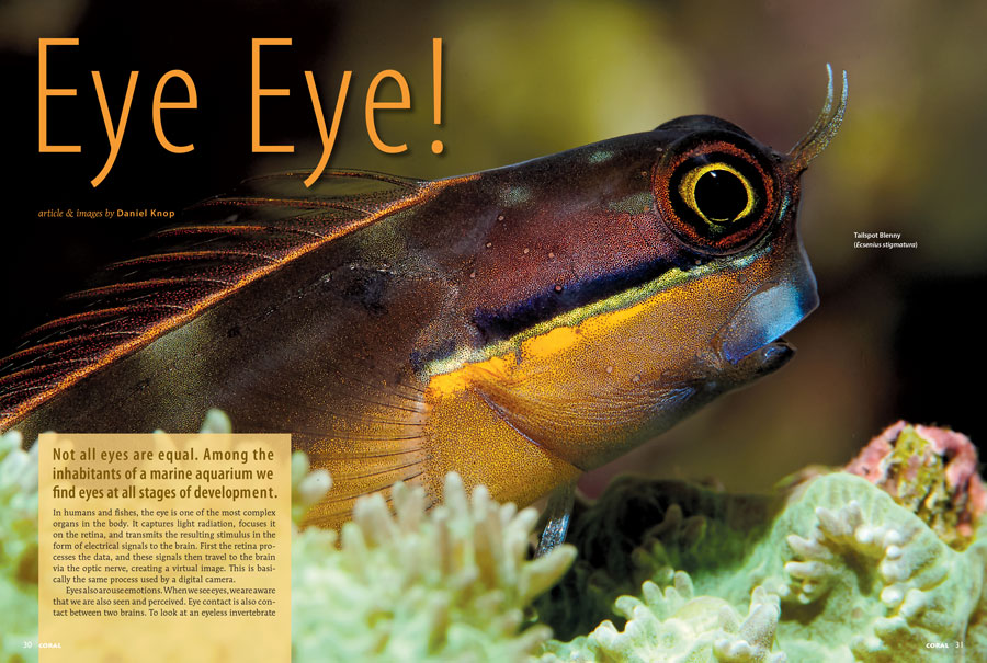 Our cover feature beings with Eye Eye! by Daniel Knop, who notes that not all eyes are equal. Among the inhabitants of a marine aquarium we find eyes at all stages of development.