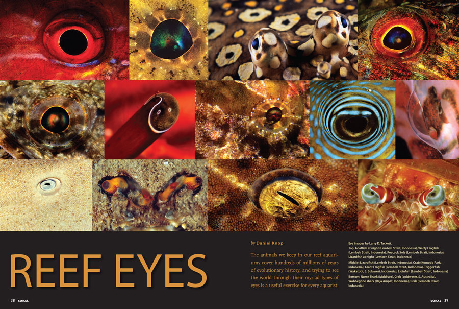 See the inner workings for many incarnations of nature's "most pioneering inventions" as Daniel Knop reveals the secrets of Reef Eyes.