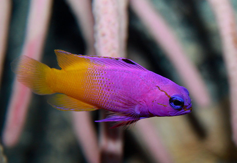 New Marine Aquarium Fish Hatchery Slated for Dominican Republic
