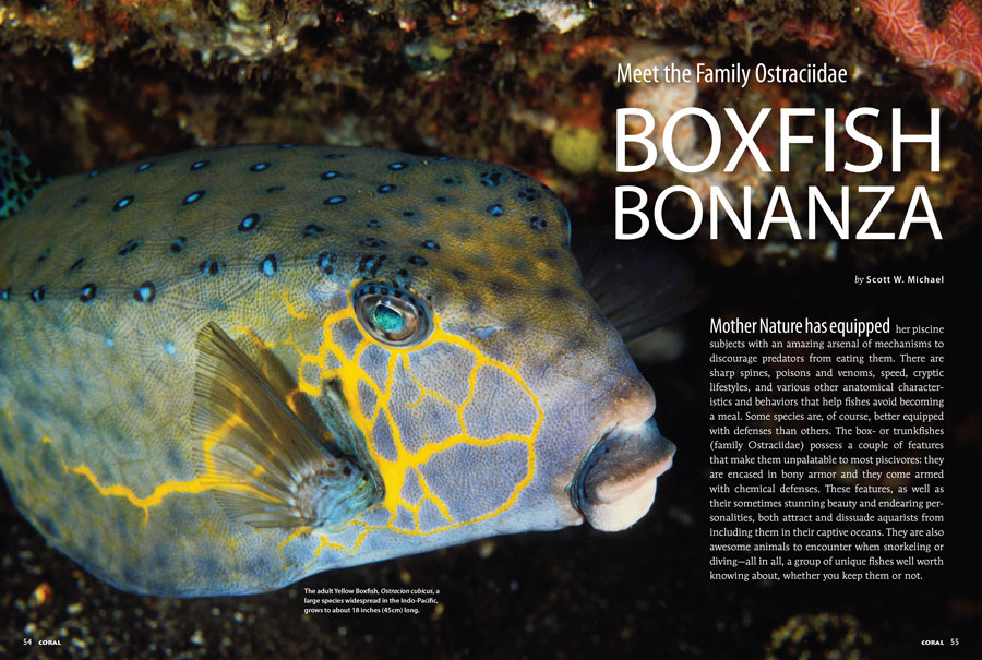 Shielded by bony armor and chemical defenses, author Scott Michael argues that the Boxfishes are a group of unique fishes well worth knowing about, whether you keep them or not.