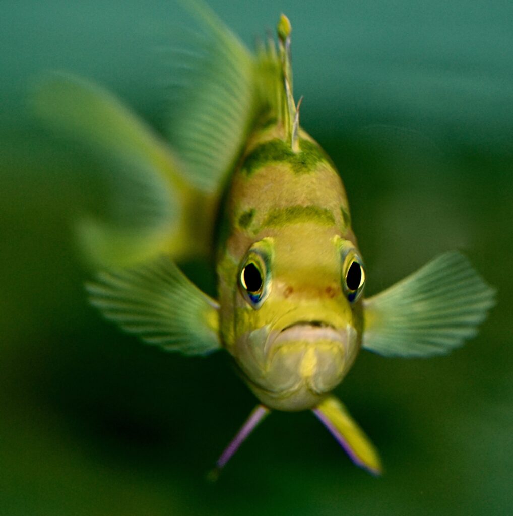 Already a coveted marine aquarium fish, Odontanthias borbonious has now been produced by Biota Marine Life Palau.