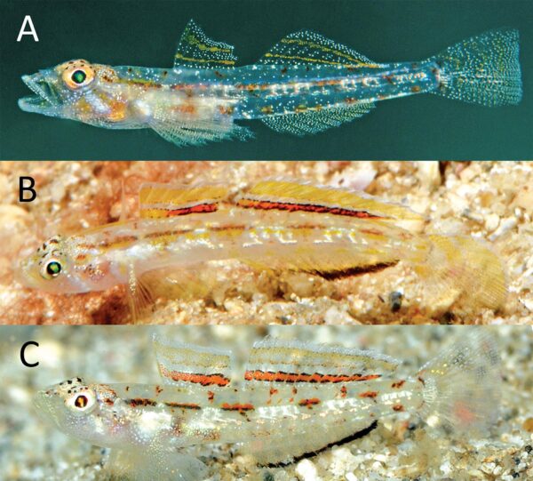 Adult males of species of Grallenia: A) G. compta; B) G. dimorpha; C) G. rubrilineata. Image credits: Gerald R. Allen & Marl V. Erdmann