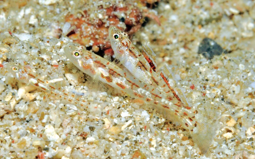 10 New Species of Gobies for Nano-Fish Fans