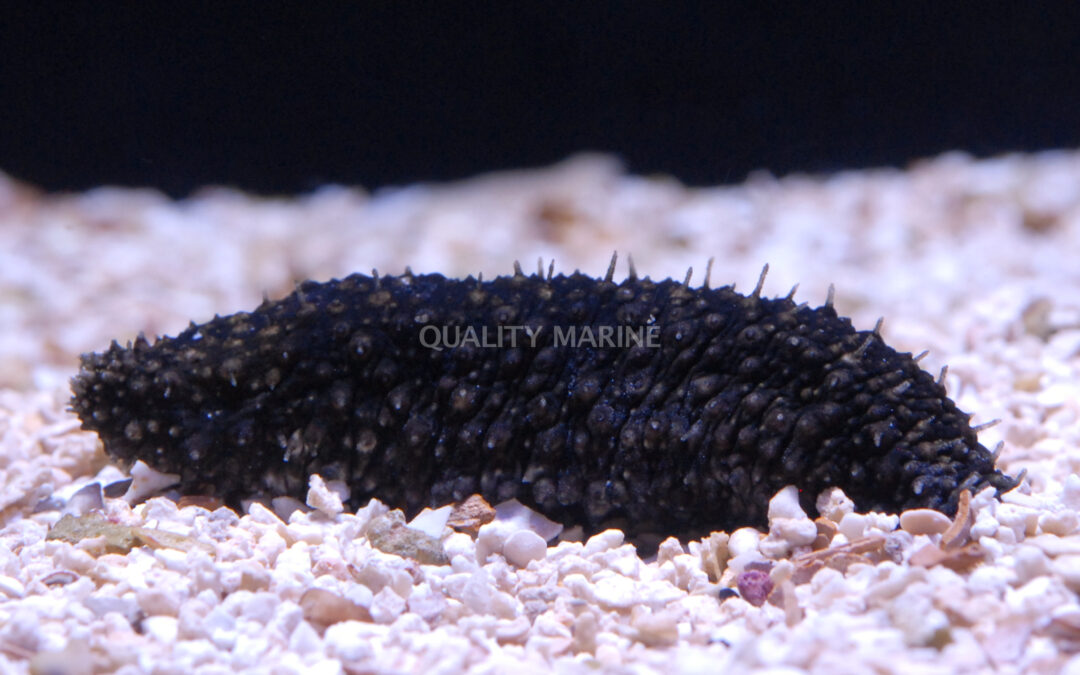 Aquacultured Sea Cucumbers