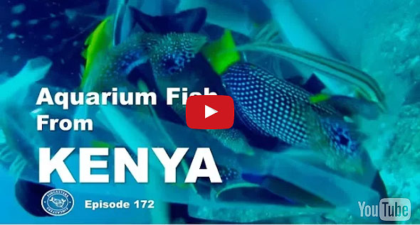 VIDEO: Experience Kenya’s Marine Aquarium Fishery