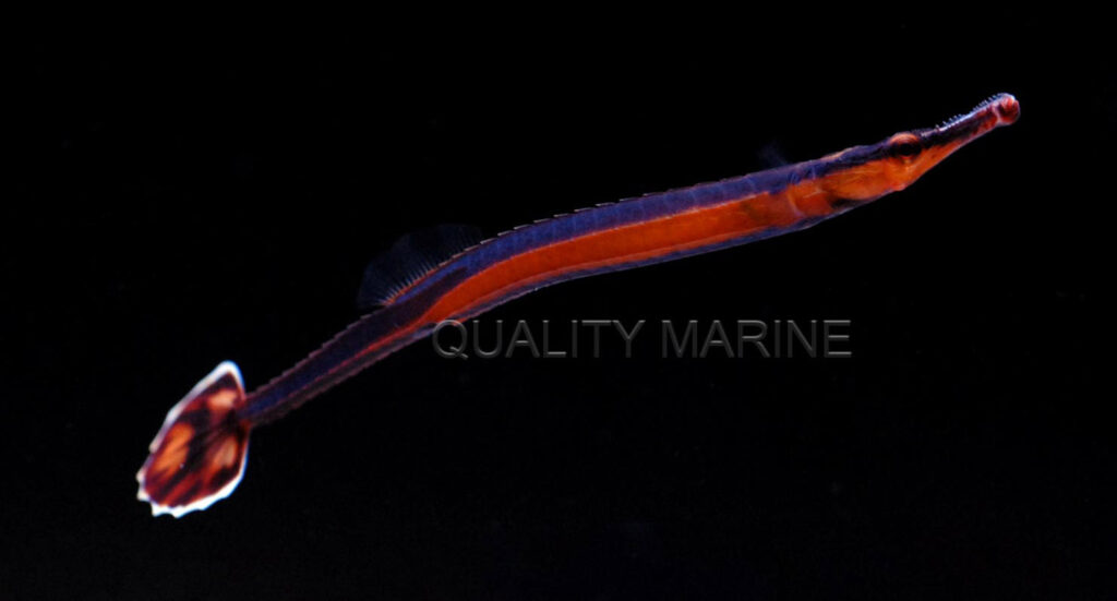 Commercially-available captive-bred Bluestripe Pipefish, Doryrhamphus excisus, are available through Quality Marine now.
