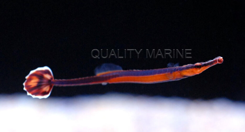 Captive-bred Bluestripe Pipefish are willing to eat prepared meaty foods of the appropriate size.