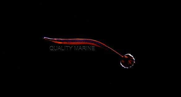 Aquacultured Bluestripe Pipefish (Doryrhamphus excisus) Arrive at Quality Marine