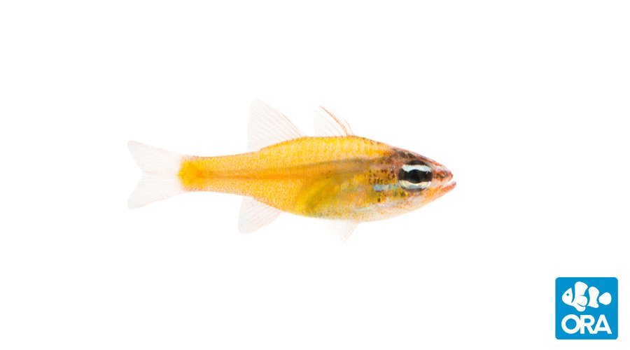 A beautiful yellow schooling fish for your reef tank, the rare Micronesian Yellow Cardinalfish from ORA.