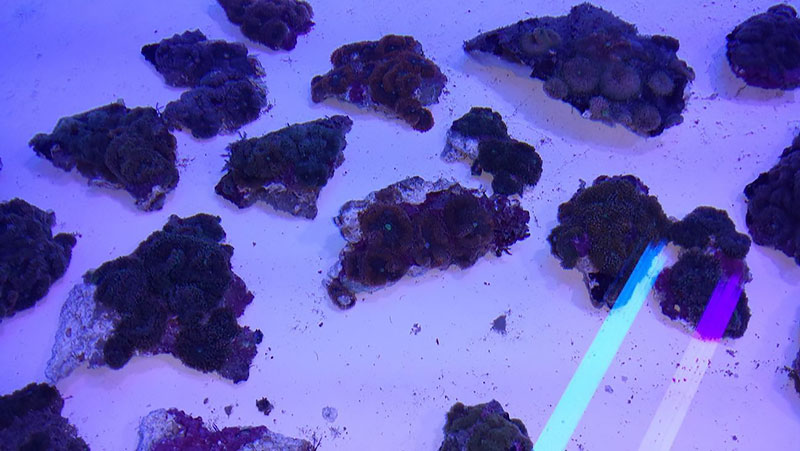 Chunks of reef substrate with Ricordea attached in one of the defendant's tanks.