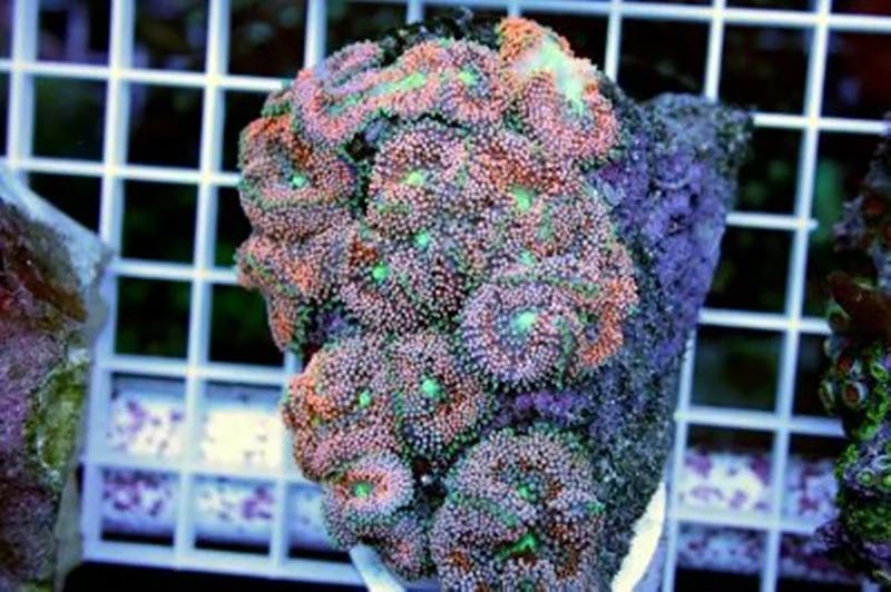 Ricordea polyps on reef substrate seized from defendant.