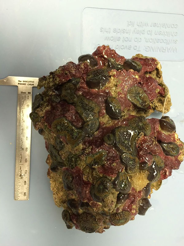 A chunk of reef substrate with Ricordea attached, sized March 2016.