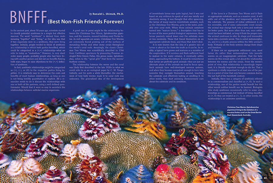 Dr. Ron Shimek's look at the life and times of the Bisma Worm is not to be missed. But pay heed to his warning, "the purchase of a 'Christmas Tree Worm Rock'...conveys a responsibility to provide for both the worms and the coral...which have very different appetites and husbandry requirements." Learn more in his article, "BNFFF: (Best Non-Fish Friends Forever)."