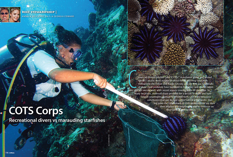 In the wake of bleaching events, Crown of Thorns Starfish (COTS) expand their appetites to corals they normally pass over. Coral Reef CPR teams up with recreational divers to see whether they can have an impact on COTS populations. Find out if the strategy was successful in the story from Dr. Andrew Bruckner & Georgia Coward.