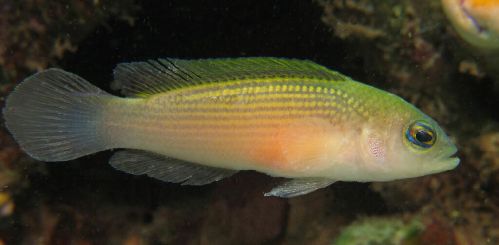 The live holotype of Pseudochromis stellatus, collected in the Dayan Channel, Batanta, Raja Ampat Islands, Indonesia. Photo credit: Mark V. Erdmann