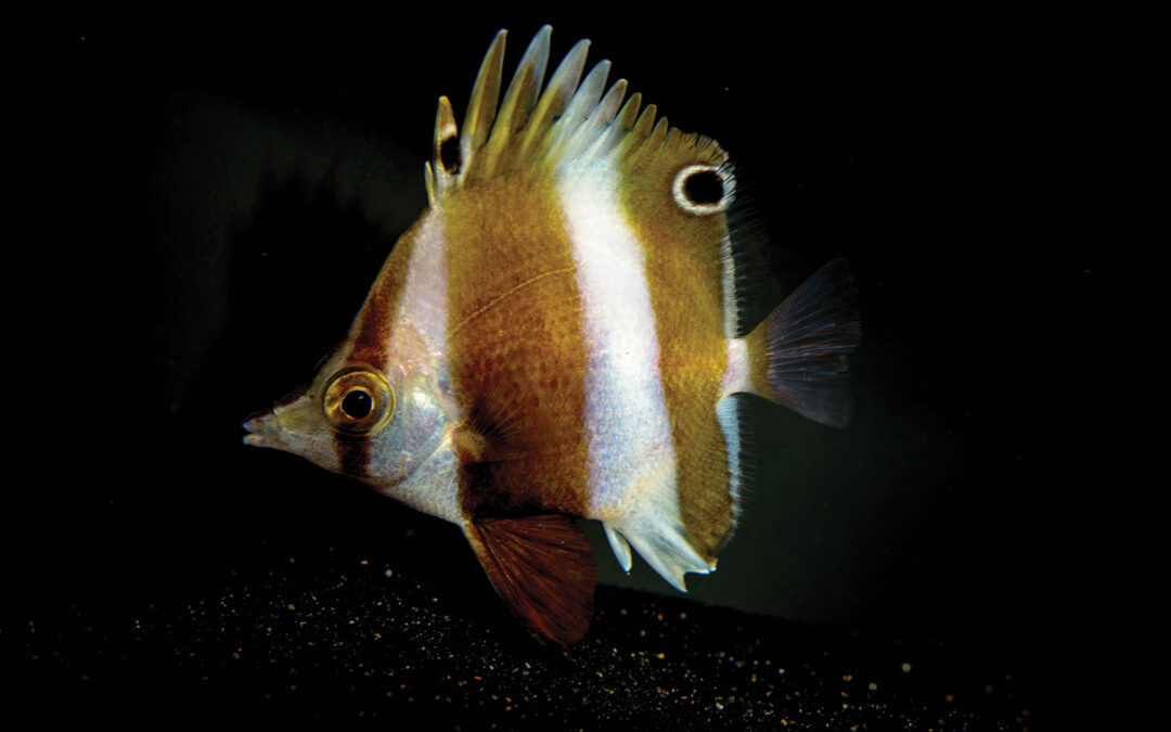 Coral Reef Fish Roundup – New Fish Species