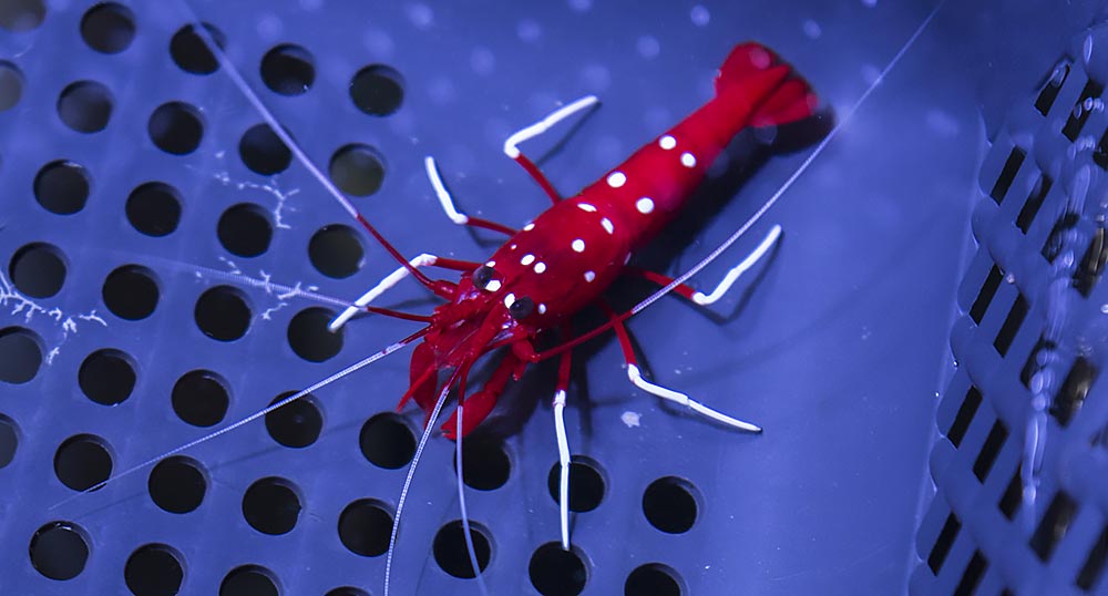 The Rarely Seen Starry Blood Shrimp