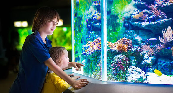 Aquatics Leadership: Time to Unify or See the End of the Age of Aquariums