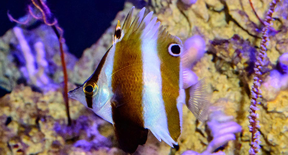 Roa rumsfeldi: New Deepwater Butterflyfish