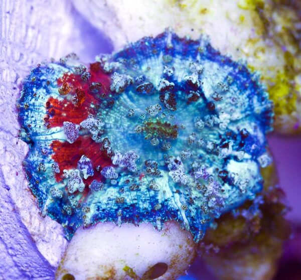 Umbrella Mushroom, from Cherry Corals