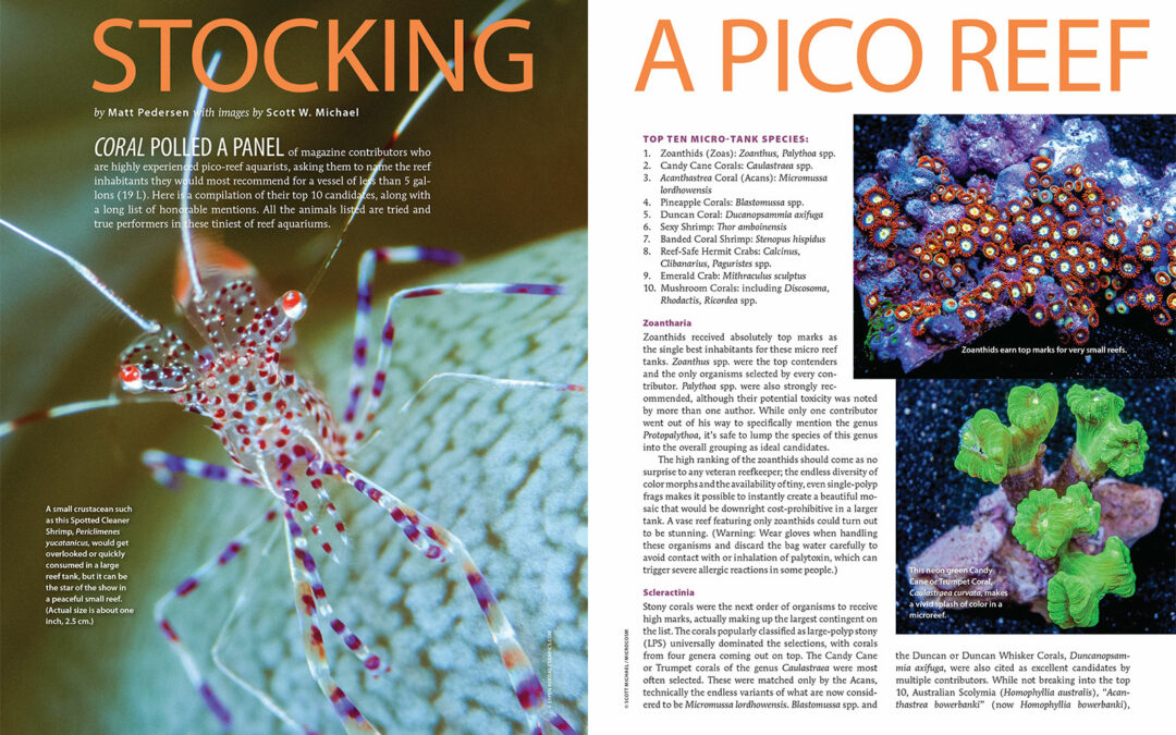CORAL Excerpt: Stocking a Pico Reef