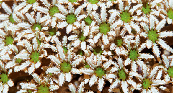 Wallflowers of Science: The Genus Tubipora