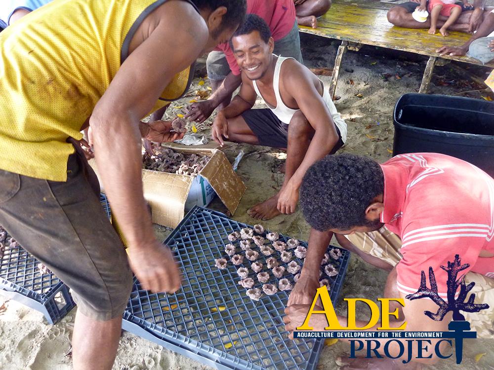Working under the guidance of the ADE Project, these Fijian villagers prepare to clone stony reef-building corals. The villagers will grow the coral cuttings to a larger size before planting them on struggling reefs in Fiji. 