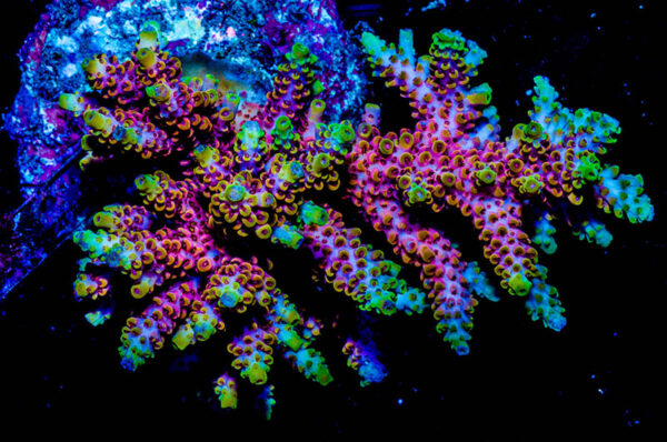 Pink Lemonade Acro from Bali Aquarium