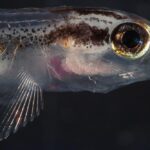 At settlement, E. lori have well developed sensory system including the eyes, nose, and ears. These senses may also help pre-settlement larvae find their way back to the reef after developing in the upper water column.
