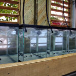 Breeding pairs of E. lori collected from the reef are being acclimated to aquaria in the lab.