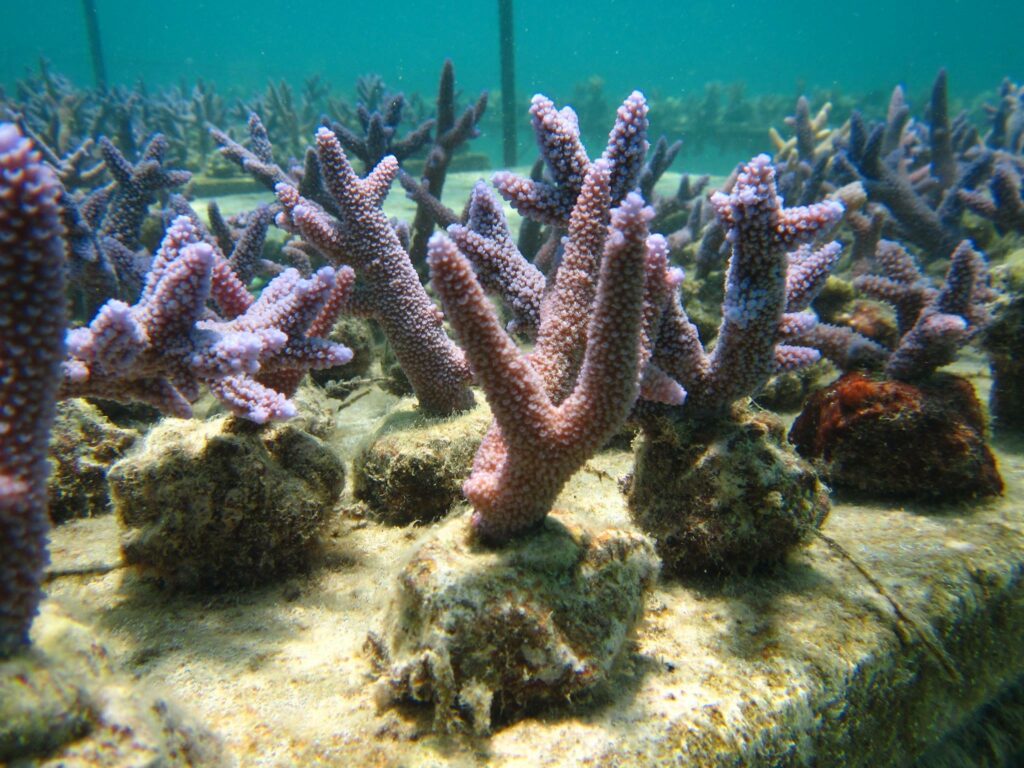 Maricultured corals like these Acropora may be the sole future for Fiji's coral exporters.