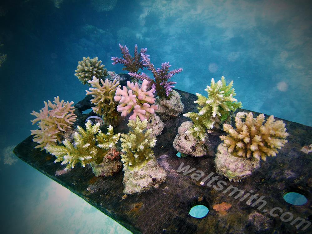 Maricultured Fijian corals are a staple offering of Walt Smith International, a flagship of the sustainable aquarium trade now in jeopardy following a surprising ban announced through social media.