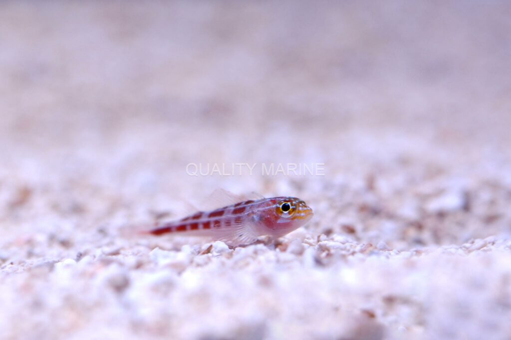 Another first at Quality Marine, this cute Neon Triplefin, Helcogramma striata.