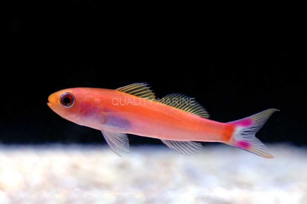 The Slender Seaver Anthias kicks of a list of 5 first-time Australian offerings at Los Angeles, CA, aquarium livestock distributor Quality Marine.