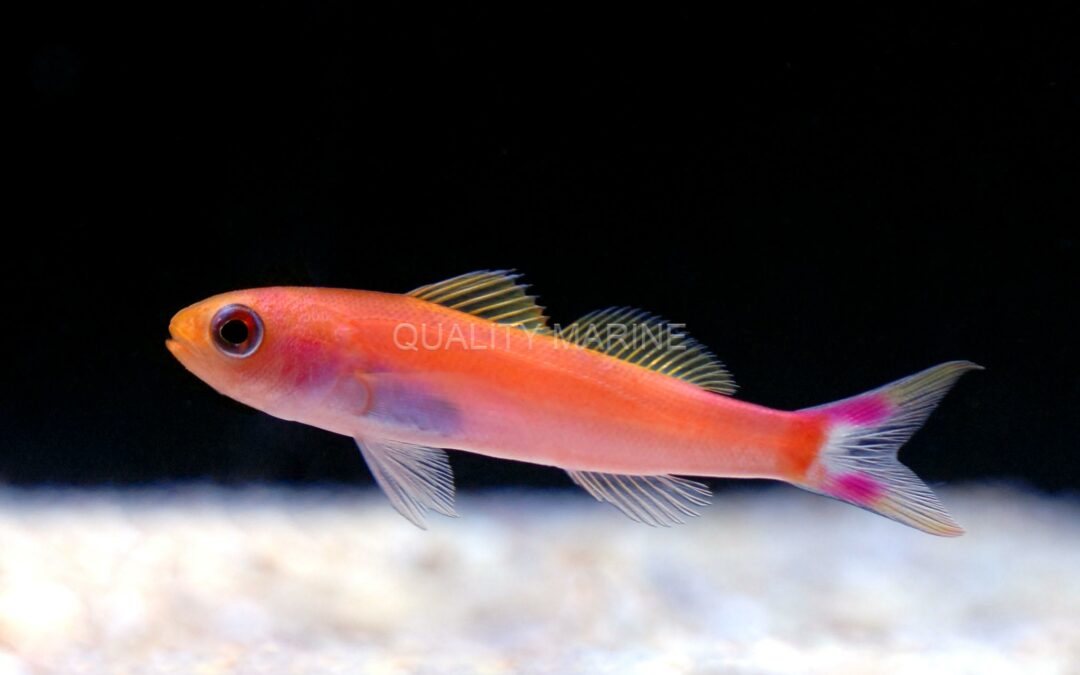 Influx of New Australian Fish & Coral at Quality Marine