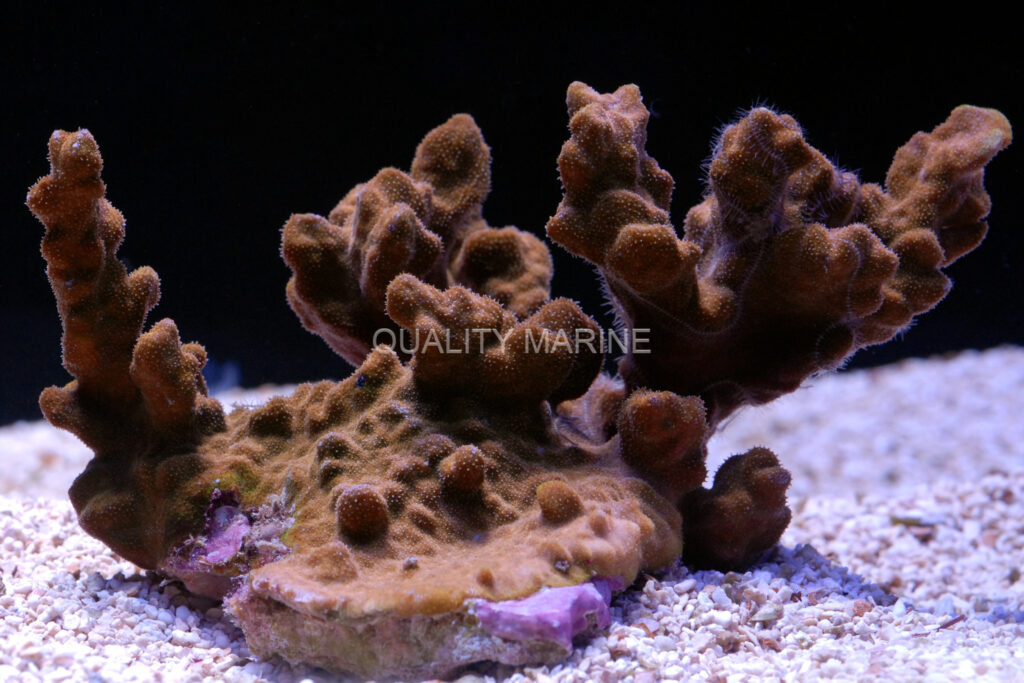 For the SPS lovers, this Australia Pillar Coral, Psammocora sp., adds a new growth form to your coral options.