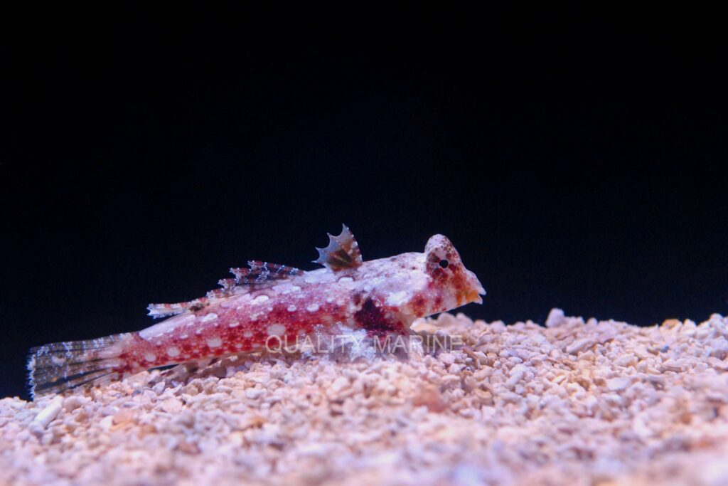Synchiropus morrisoni is a name often misapplied to other similar red dragonets, but the true Synchiropus morrisoni is only making its debut at Quality Marine in 2018.