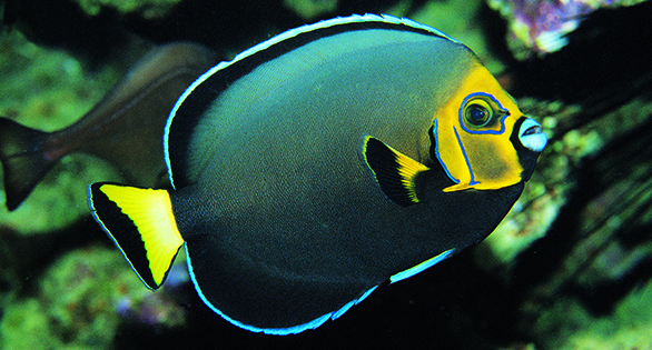 Genus Chaetodontoplus: The Holy Grail Angelfishes