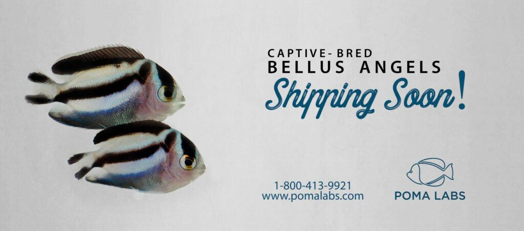 Bellus Angelfish, captive-bred and Poma Labs, shipping soon retail-direct to your door.