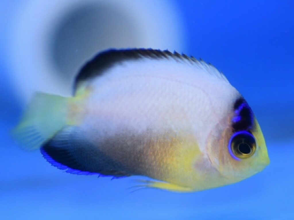 Captive-bred Multicolor Angelfish, Centropyge multicolor, making a rare trade appearance via Alpha Aquacutlure. Image credit: Chad Vossen