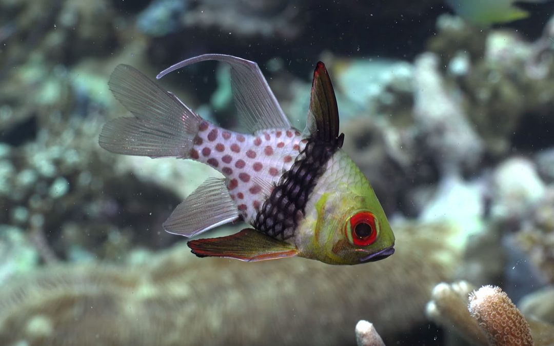 VIDEO: 4K Pajama Cardinalfish on the Reefs of Palau