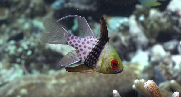 A stunning candid look at the life of Pajama Cardinalfish on the coral reefs of Palau, as captured in 4K ultra-HD footage by Dr. Bruce Carlson.