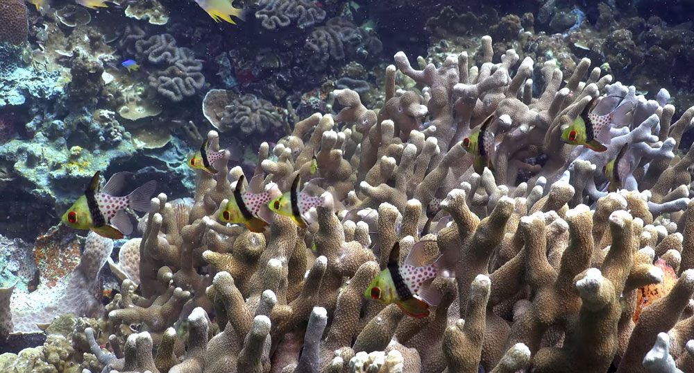 A stunning candid look at the life of Pajama Cardinalfish on the coral reefs of Palau, as captured in 4K ultra-HD footage by Dr. Bruce Carlson.