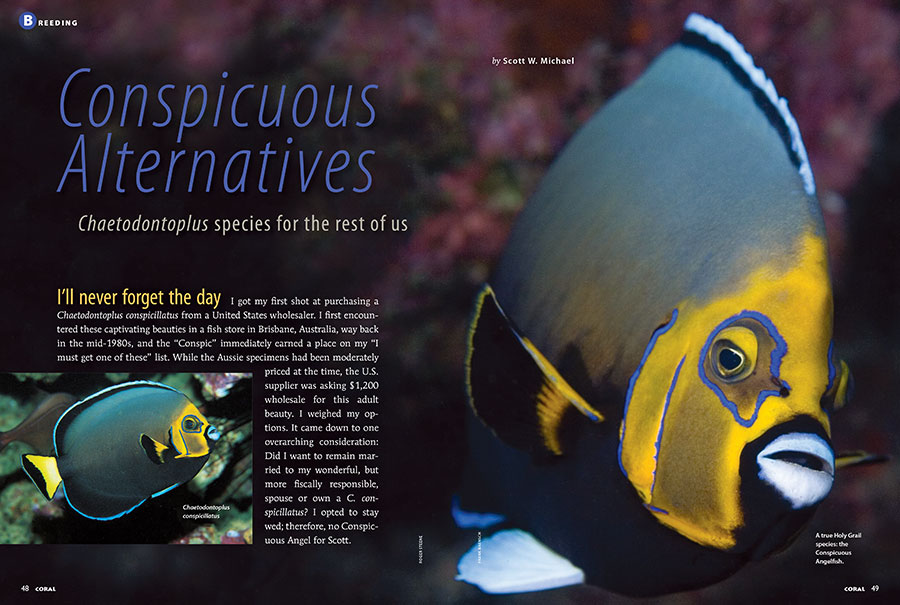 Not everyone can afford a Conspicuous Angelfish, captive-bred or otherwise. Thankfully, Scott W. Michael presents Chaetodontoplus for the rest of us in his latest contribution, Conspicuous Alternatives.