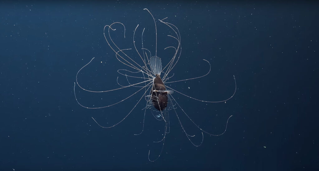 The Rebikoff Foundation has captured amazing in-situ footage of this deep sea Fanfin Anglerfish and her mate.