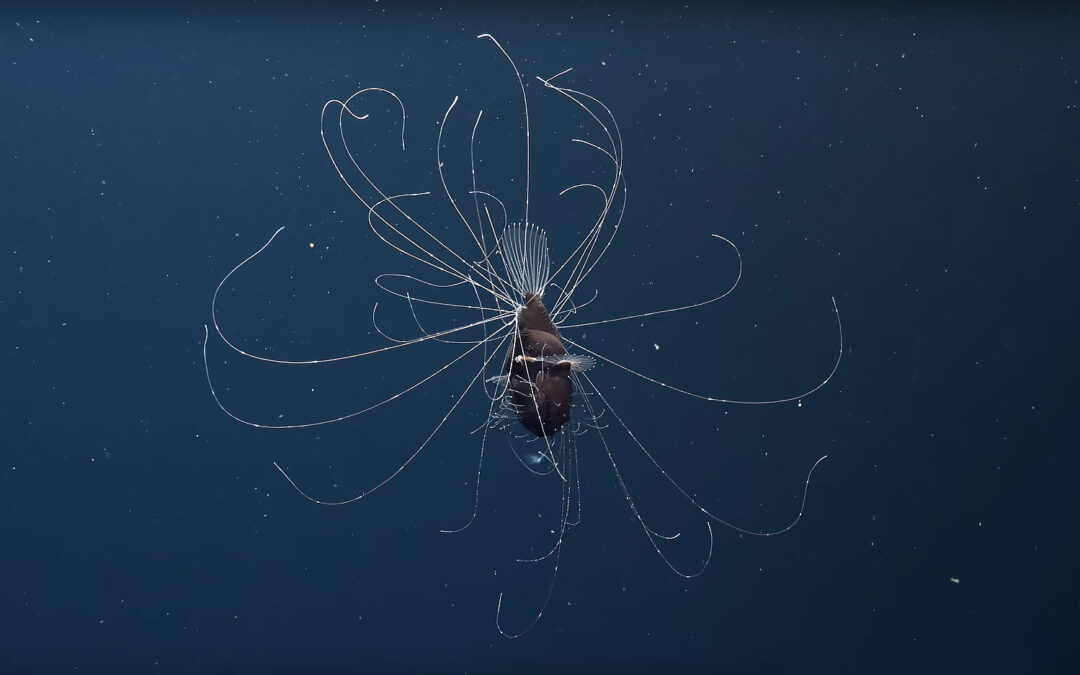 SCIENCE Magazine’s Breathtaking Deep Sea Anglerfish Video