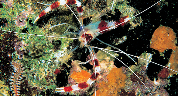 Tracking the Global Dispersal of the Coral Banded Shrimp